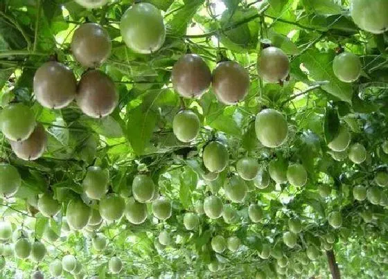 果实科普|百香果一年四季都有吗 在几月份吃最好吃