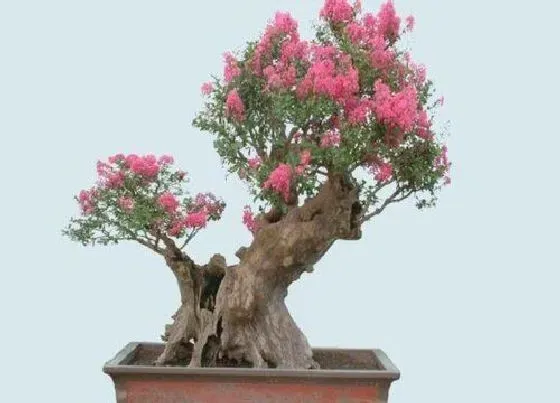 植物百科|紫薇花好养吗 盆景紫薇养殖方法和注意事项