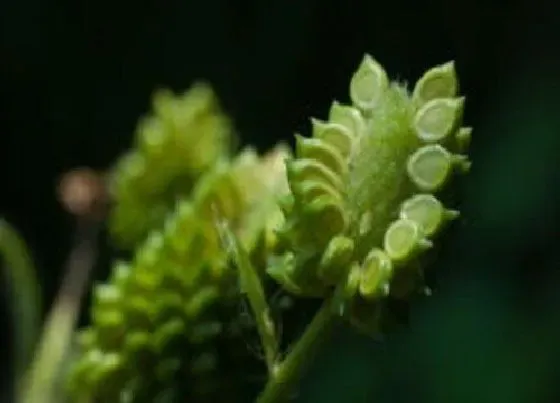 植物播种|草籽什么时候播种最好