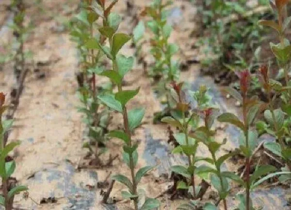 植物扦插|百日红什么时候扦插最合适