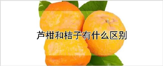 芦柑和桔子有什么区别 | 农业技术