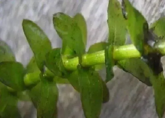 种植管理|伊乐藻几月份种植合适