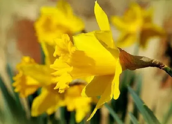 生长环境|水仙花开花温度多少度