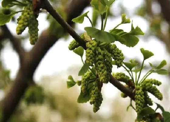 植物百科|银杏树会开花吗 开花的样子（图）