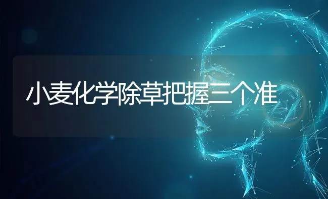 小麦化学除草把握三个准 | 粮油作物种植