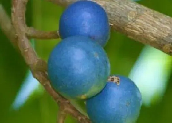 种植管理|金刚菩提树几年结果实