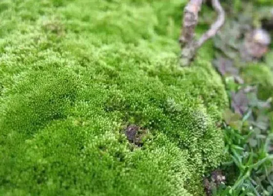 植物百科|绿苔是什么植物类别