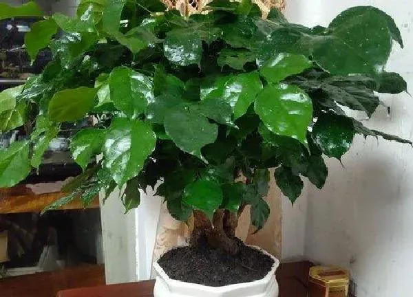 植物浇水|幸福树可以用啤酒浇吗