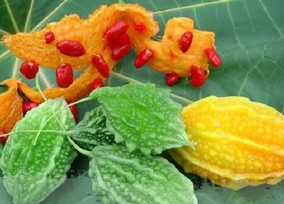 水果科普|癞葡萄是什么季节的水果