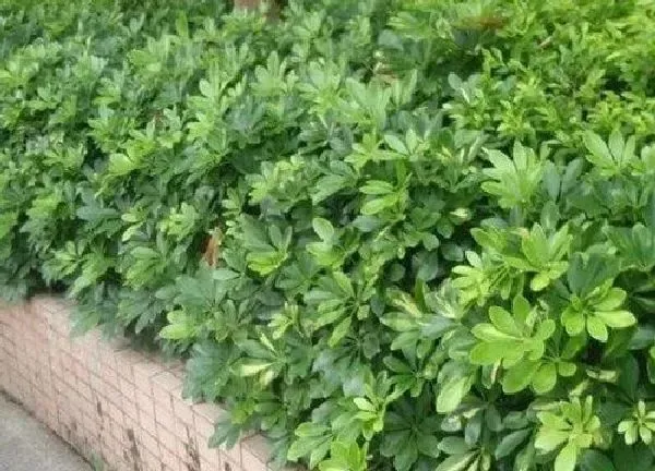 植物浇水|鹅掌木多久浇一次水