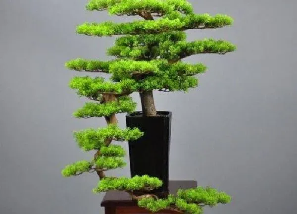 盆景|松针树盆景怎么养护方法