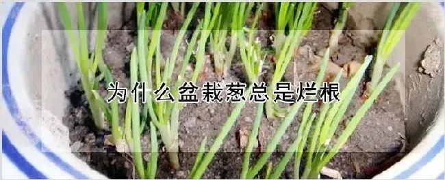 为什么盆栽葱总是烂根 | 耕种资料