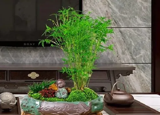 植物修剪|凤尾竹什么时候剪枝合适