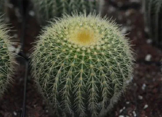 植物寓意|仙人球象征着什么意义