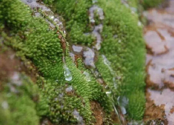 植物百科|绿苔是什么植物类别