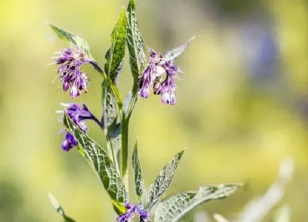 植物移栽|石斛秋天能移栽吗 移栽季节与方法