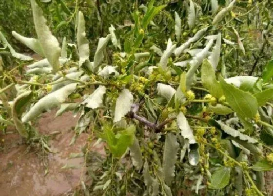 植物虫害|枣树病虫害防治方法与技术