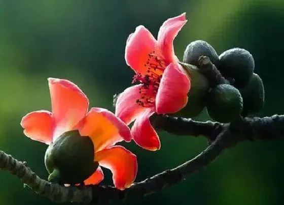 花语|什么花的花语是破镜重圆