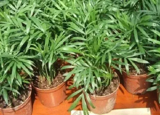 植物施肥|袖珍椰子用什么肥料最好