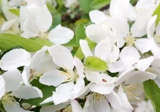 颜色花|苹果树的花是什么颜色 长什么形状样子
