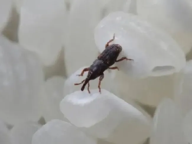 食用科普|米袋里黑色小虫怎么办（大米袋子里有黑色虫子怎么处理）