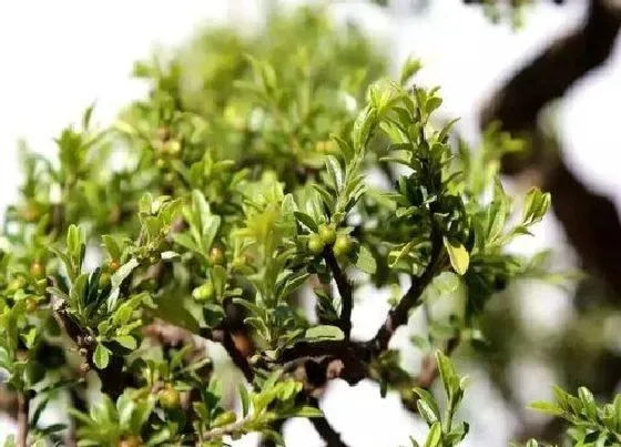 植物百科|铁马鞭开花吗 开花什么样子