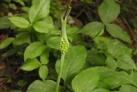 种植方法|半夏怎么种植 高产种植技术与管理方法