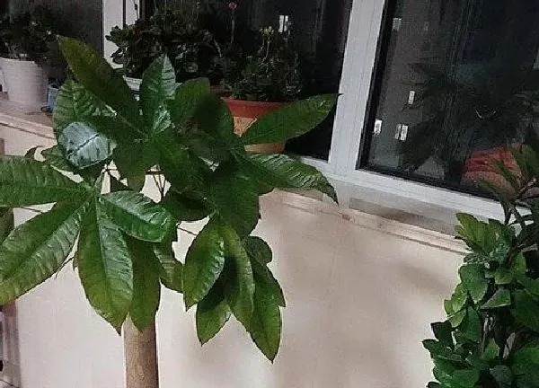 植物浇水|酵素可以浇发财树吗