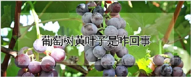 葡萄树黄叶子是咋回事 | 农业科普