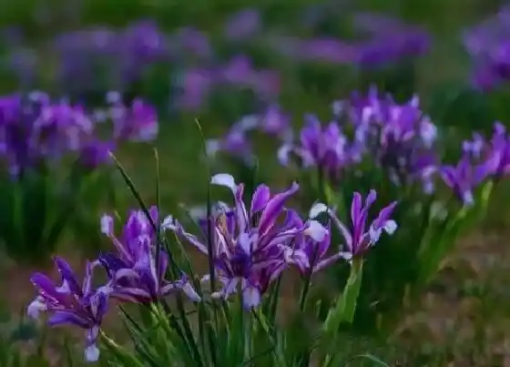 种植管理|马莲什么时候收割合适