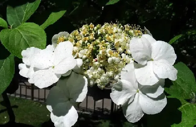 植物百科|琼花和木绣球的区别图片（琼花和木绣球一样吗）