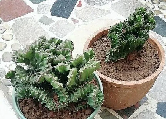 植物价格|麒麟树值钱吗