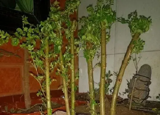 叶子|对节白蜡冬天落叶吗 是常绿还是落叶