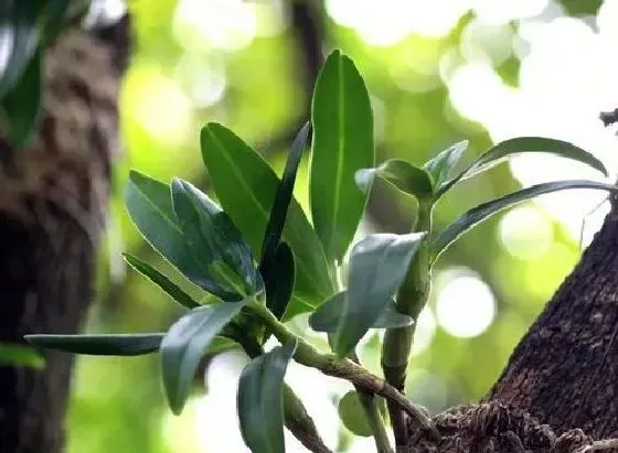 植物百科|石斛和铁皮石斛一样吗 是同一种东西吗[区别]