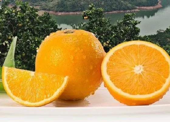 植物百科|冰糖橙有籽吗