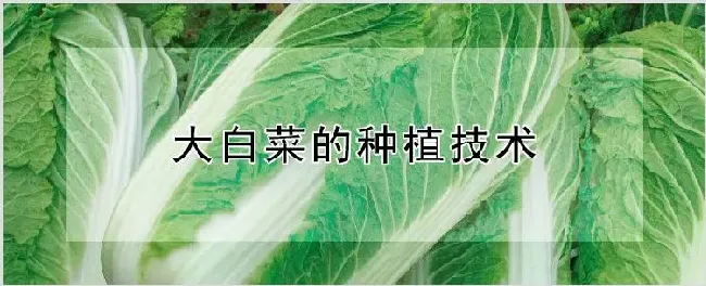 大白菜的种植技术 | 种植资料