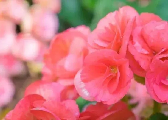 植物种类|什么海棠品种好看好养 哪种海棠漂亮又好养