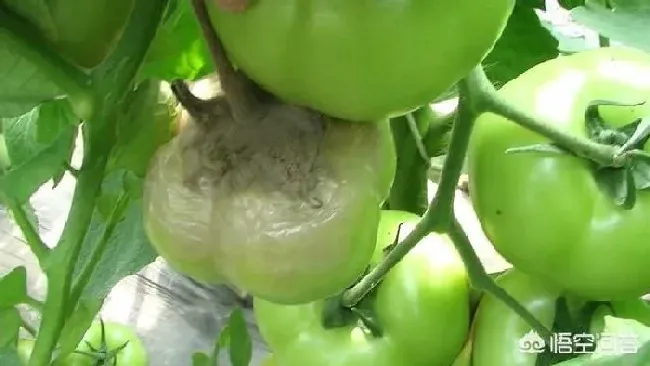 植物病害|番茄灰霉病的症状及防治措施（番茄灰霉病综合防治方法）