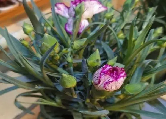 花语|什么花的花语是感谢