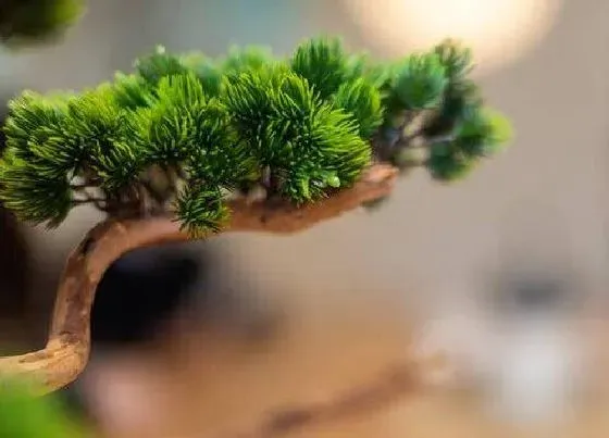 植物百科|油松有种子吗