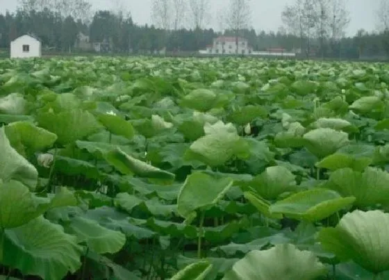 种植管理|莲藕几月份种植最好 什么时候种植最佳