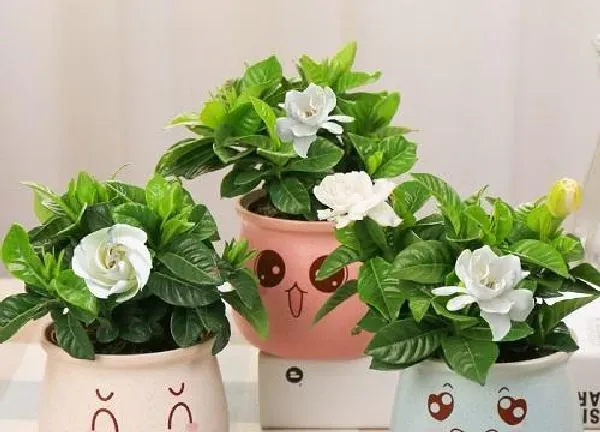 盆景|栀子花适合深盆还是浅盆