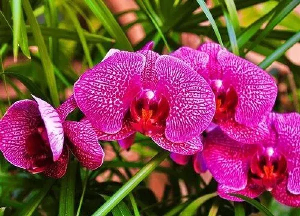 植物浇水|春兰多久浇一次水
