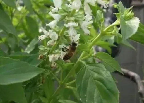 植物百科|金不换是什么植物类别