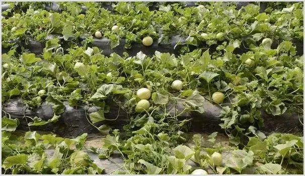甜瓜蔓枯病的症状、发病原因及防治措施 | 植物病害