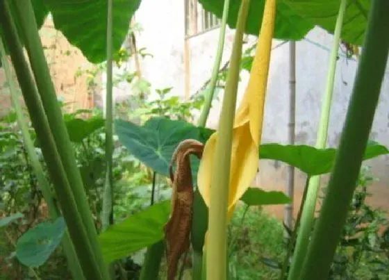 植物百科|芋头会开花吗 开的花长什么样