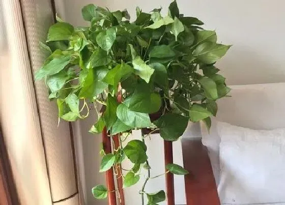 习性特点|绿萝开花是什么样子 开花预示着什么寓意
