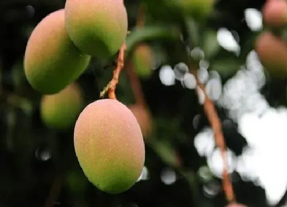 植物修剪|芒果树什么时候剪枝最好 在几月份修剪合适