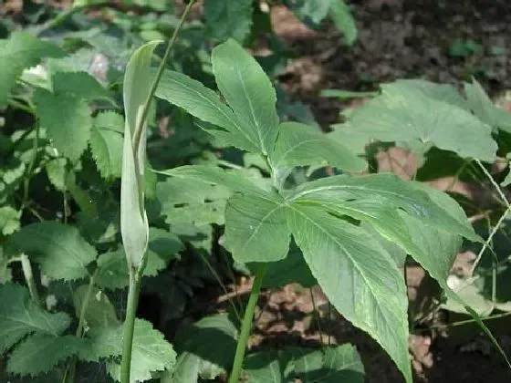 种植方法|半夏怎么种植 高产种植技术与管理方法