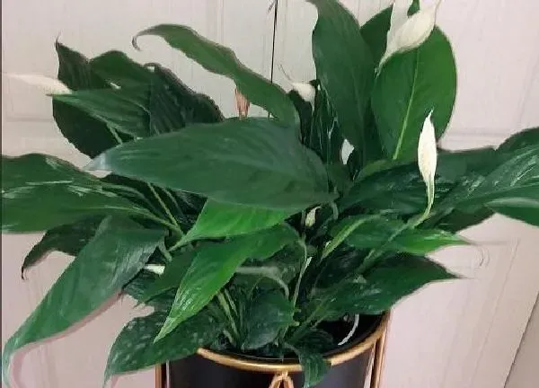 植物换土|一帆风顺换土时间和方法